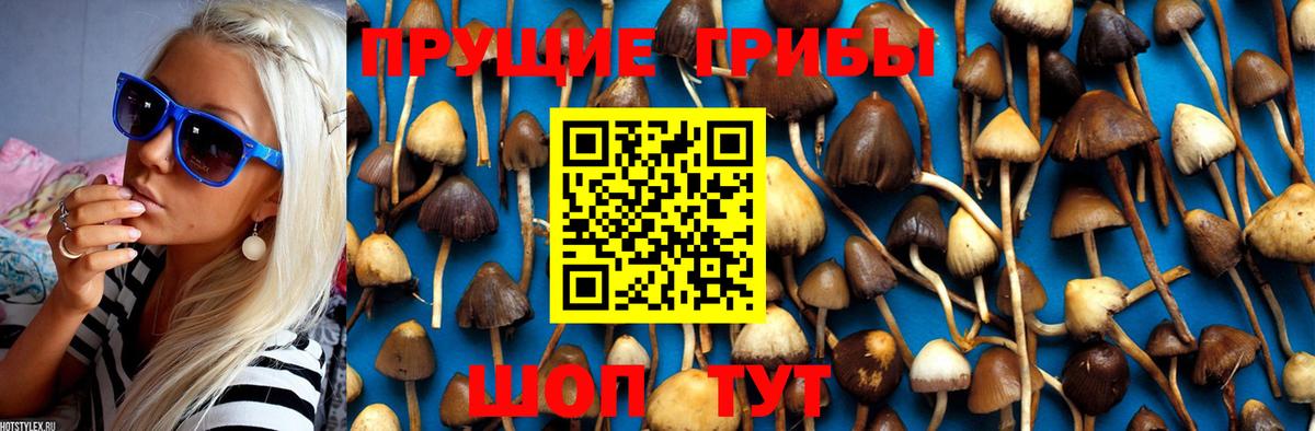 Галлюциногенные грибы Psilocybe Новошахтинск